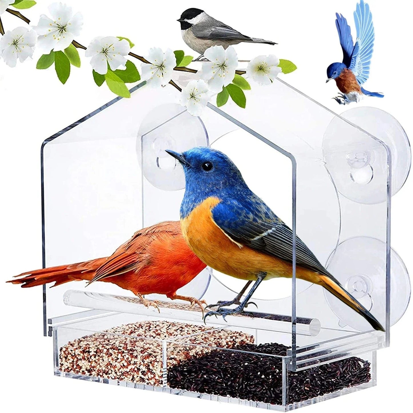 Mangeoire à Oiseaux Premium pour Fenêtres